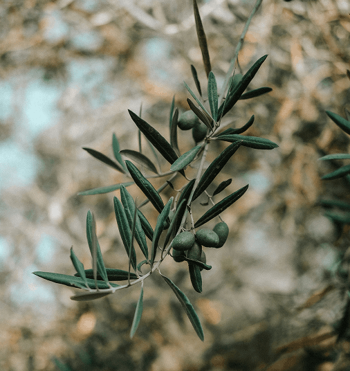How to Buy Olive Oil - The Complete Buying Guide