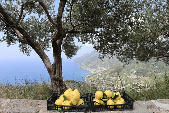 Do Olive Oil and Lemon Shots Actually Work?