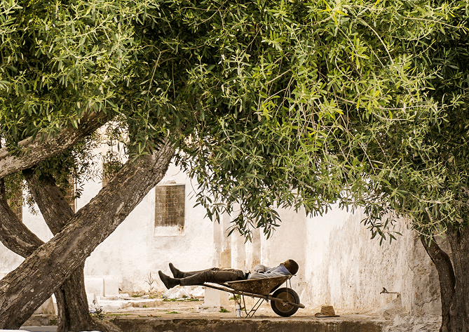 High Phenolic Olive Oil After 40