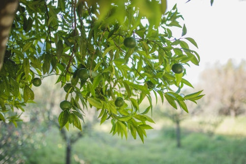 Olive Oil and Brain Health: What the Research Says