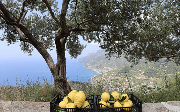 Do Olive Oil and Lemon Shots Actually Work?